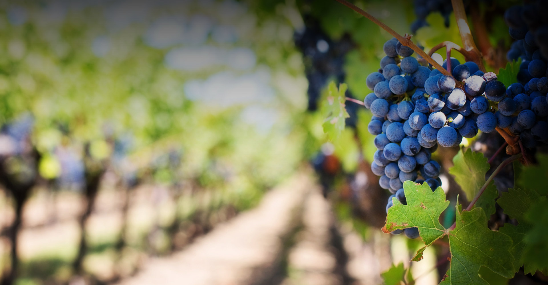 Gastronomía en Mendoza