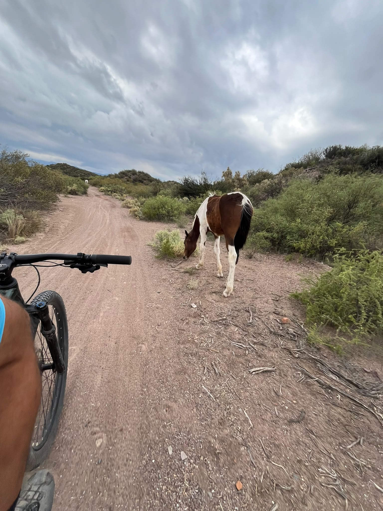Mountain Bike en Piedemonte Mendocino